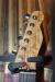 		Fender - Telecaster Custom Shop John Jorgenson Black
		